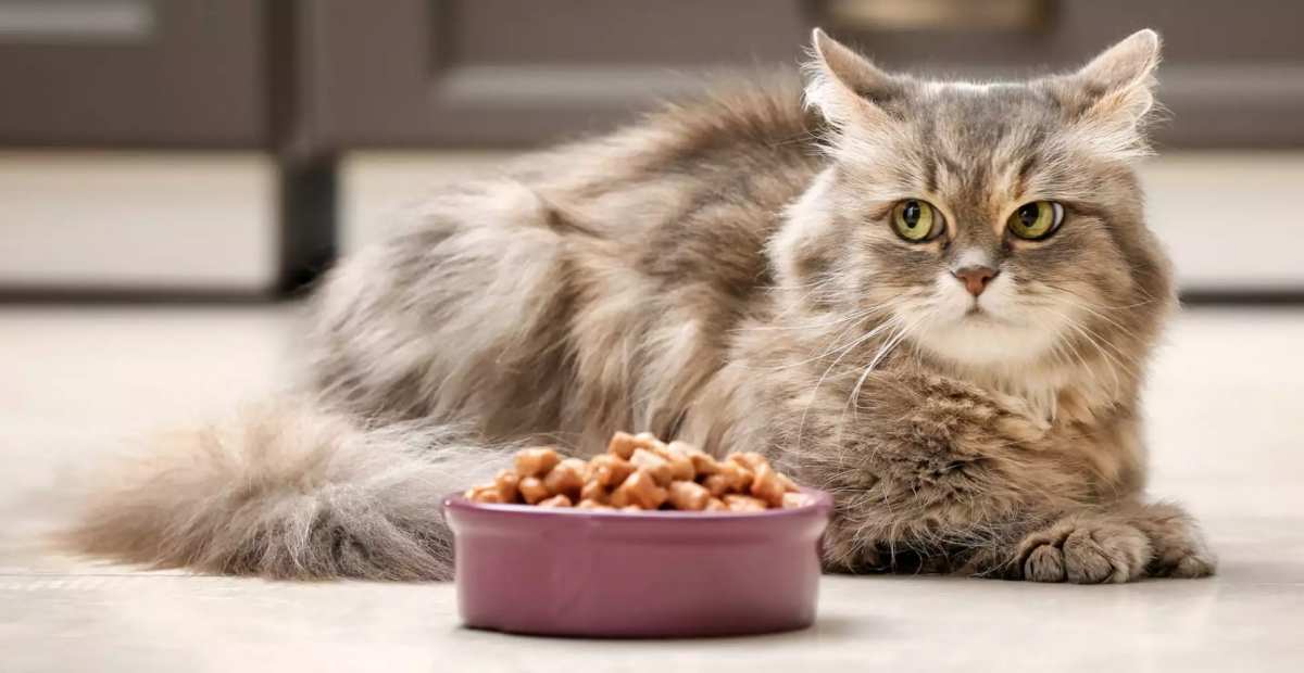 kadungan formula Makanan Kucing Universal