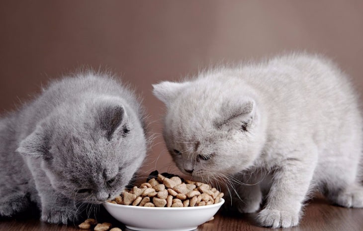 Berhati hati sama makanan kucing yang murah
