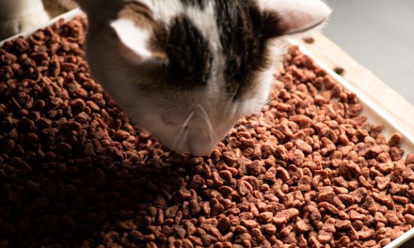 10 Rekomendasi Snack Kucing Terbaik (Terbaru 2022)