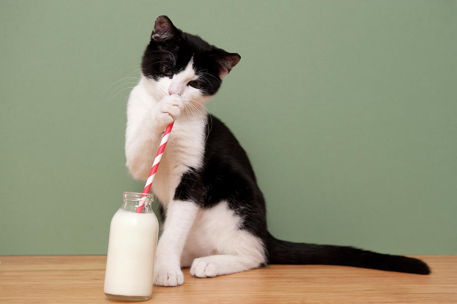 makanan kucing universal Mengandung susu yang berkualitas