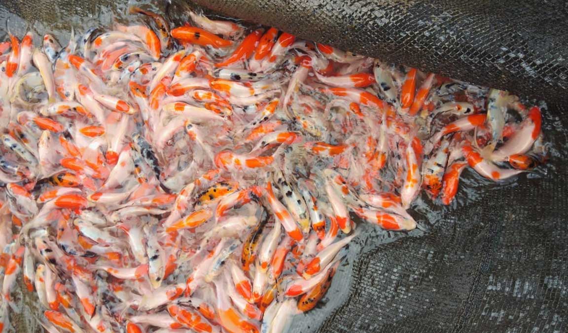 Pembatasan Jumlah Ikan Koi untuk Tiap Kolam